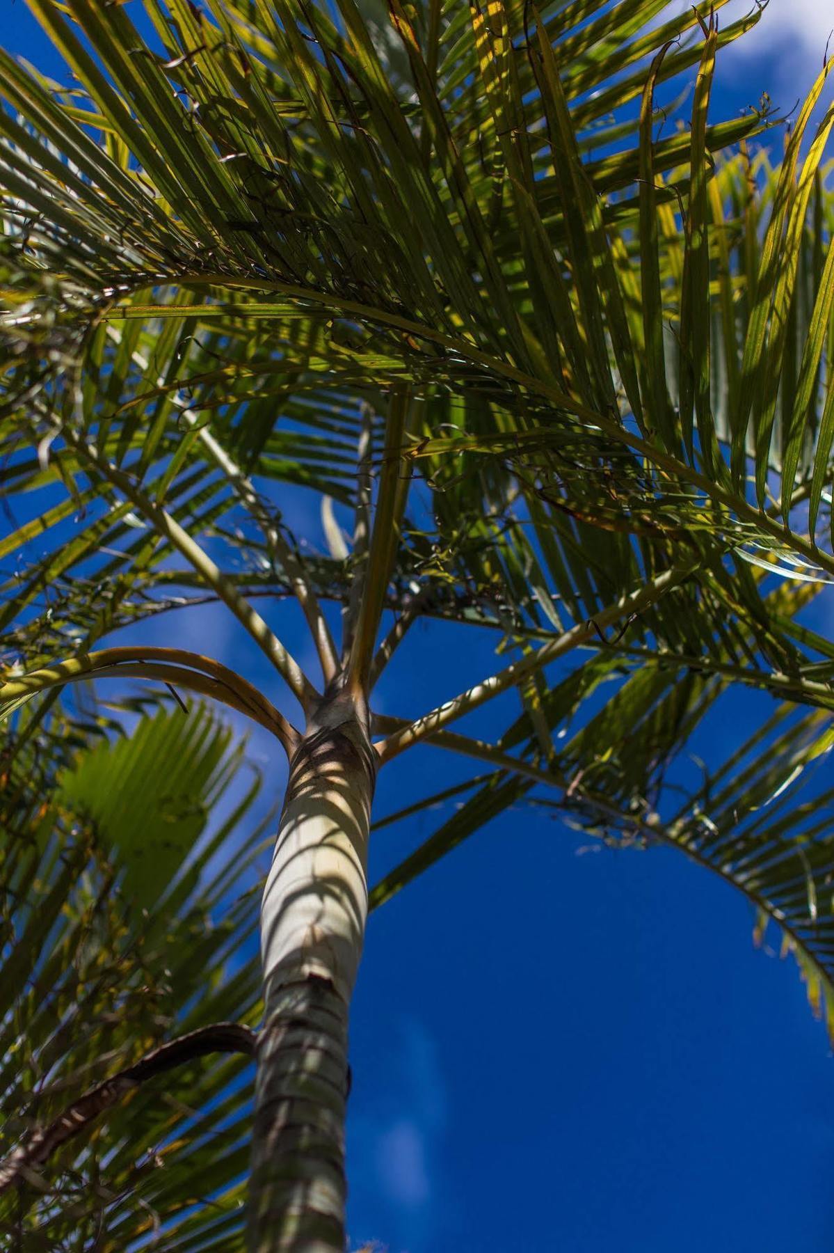 The Black Pearl Beachside Apartments Rarotonga Exterior foto